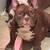 American bully 1 thumbnail