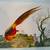 Pheasant ~ Bird of Paradise - Lithograph Print - Vintage 2 thumbnail