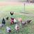 Chickens: Young Fresh Laying Hens. Eggs 4 thumbnail