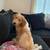 Golden doodle puppy 5 thumbnail