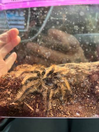 Curly toe tarantula63907989955330120