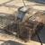 Animal traps 3 thumbnail