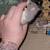 Pet rats for rehoming (not snake food) 4 thumbnail