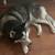 Female and Male Husky 1 thumbnail