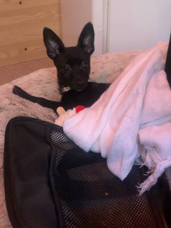 Meet Little (Walnut Creek)63861462536577120