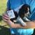 AKC beagles pups. 2 thumbnail