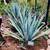 RARE AGAVE TEQUILANA BLUE WEBER AGAVE AZUL 6 thumbnail