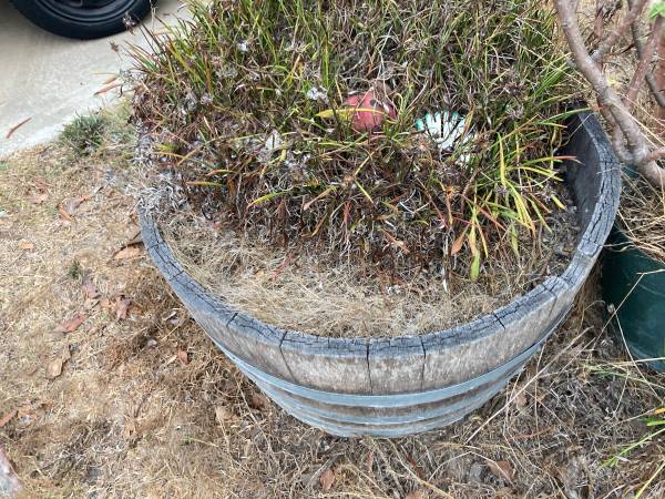 used half wine barrel planter 1