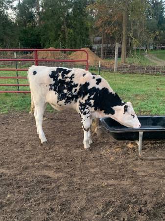 Holstein heifer 1