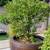 kumquat Tree For Sale - Can Ban Cay Tac Tron Goc To 2 thumbnail