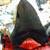 MEGALODON Fossil Giant Shark Tooth All Natural 14 thumbnail
