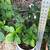 Hydrangea in a modern white pot 3 thumbnail