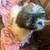 Baby Shih tzu Boy 1 thumbnail