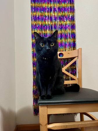 GATO PERDIDO – Negro, Cola Corta, Collar Rojo – Marysville (Quilceda Creek Apts) (Marysville)63750293089539122