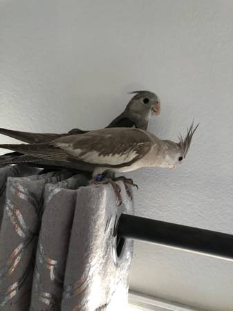 Cockatiel Emerald 1