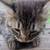 Kittens 8 thumbnail