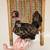 12 Puerto Rican Bantam Kikiriki Eggs for Hatching 11 thumbnail