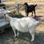 Boer goats bred / chivas cargadas 12 thumbnail