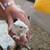 Gerbils 4 thumbnail