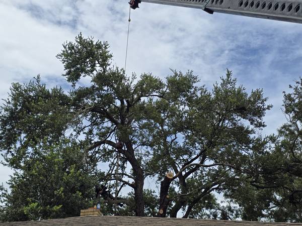 Tree trimming with care and proper technique we are in northport today 1
