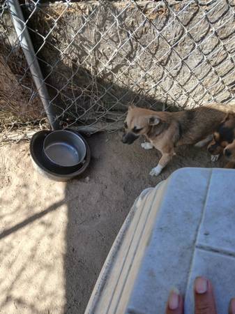 Italian Greyhound/ Chihuahua (Johnston County, NC)64178876001282124