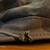 US POLO ASSN Heritage Cotton Military Camo Camouflage Cap Hat M Medium L Large 3 thumbnail