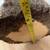 White Tail Deer Shoulder Mount Taxidermy 5 thumbnail