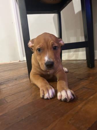 4 months old puppies half pit and cane Corso (La Marque)63774332253059120