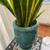 Happy Healthy Snake Plant in Turquoise Blue Ceramic Container 12 thumbnail