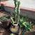 Yellow barrel Cactus and totems 4 thumbnail