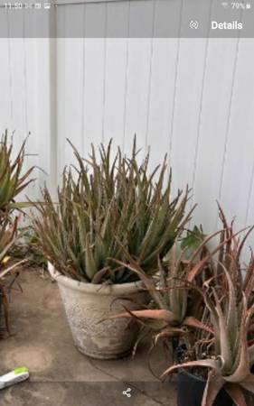 Large aloe plants... free or trade 1