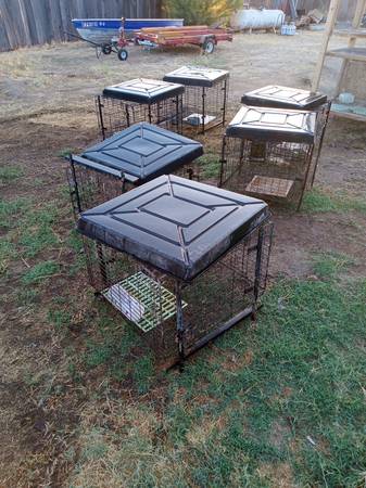 Free rabbit with or without purchase of a cage $25 (Terra Bella)63873028376195124