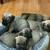 Cane Corso 2 thumbnail