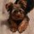 Yorkie 1 thumbnail