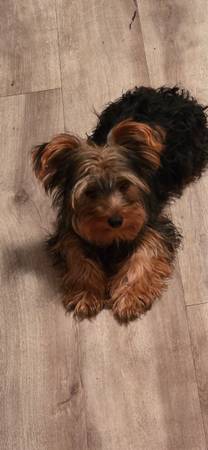 Yorkie 1