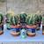 Astrophytum ornatum (star cactus) 1 thumbnail