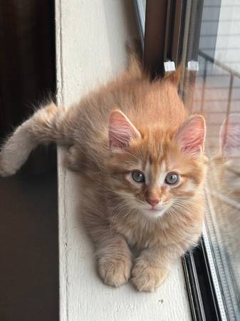 Gatito naranja macho mullido - ¡9 semanas de edad y listo para amar! (SE Everett; justo al norte de Mill Creek)63949077406851120