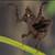 Mantis 2 thumbnail