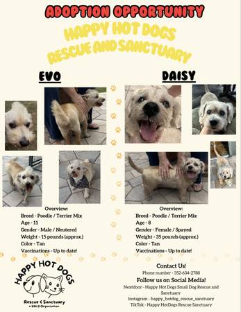 Sweet Senior Pups for Adoption with rehoming Fee (Citrus Springs)64668315620099122