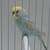 Beautiful pastel budgie parakeets 4 thumbnail