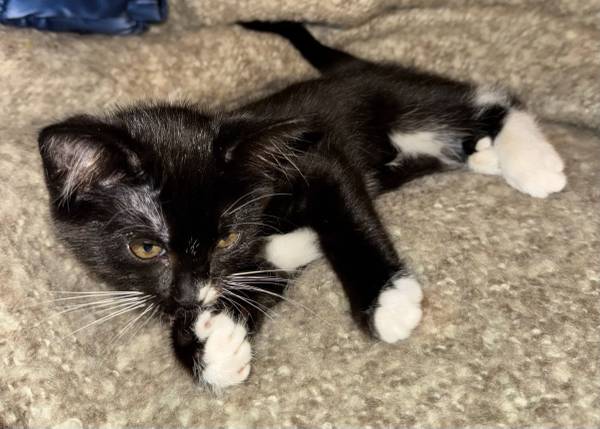 A Sweet Tuxedo Kitten Is Looking For A Loving Home (All Portland)64220358869762120