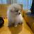 Teacup size Pom for Sale 4 thumbnail