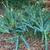 Iris bulb 2 thumbnail