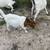 Goats for sale 19 thumbnail