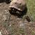 Sulcata tortoises 13 thumbnail