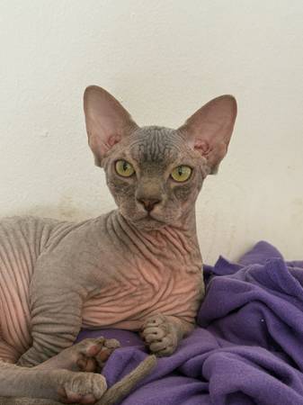 Bambino boy blue tabby 1