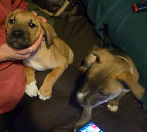 Puppies available for rehoming (Lansing,  mi)63934970480770121