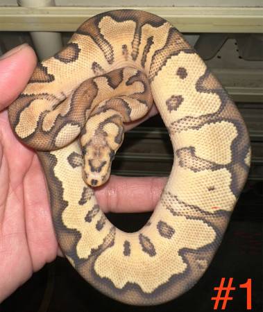 Ball Python 1