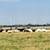 Sheep 7 thumbnail