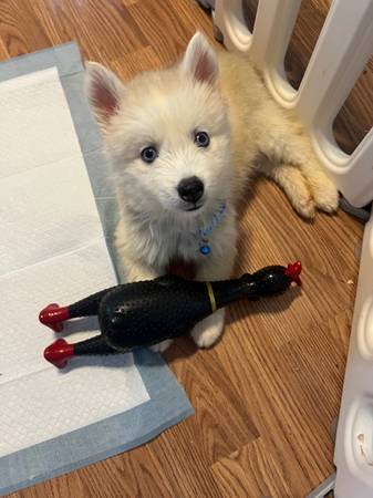 A Loving Home for Balto, an 8-Week-Old Husky Puppy (Belleview)63867305685251120